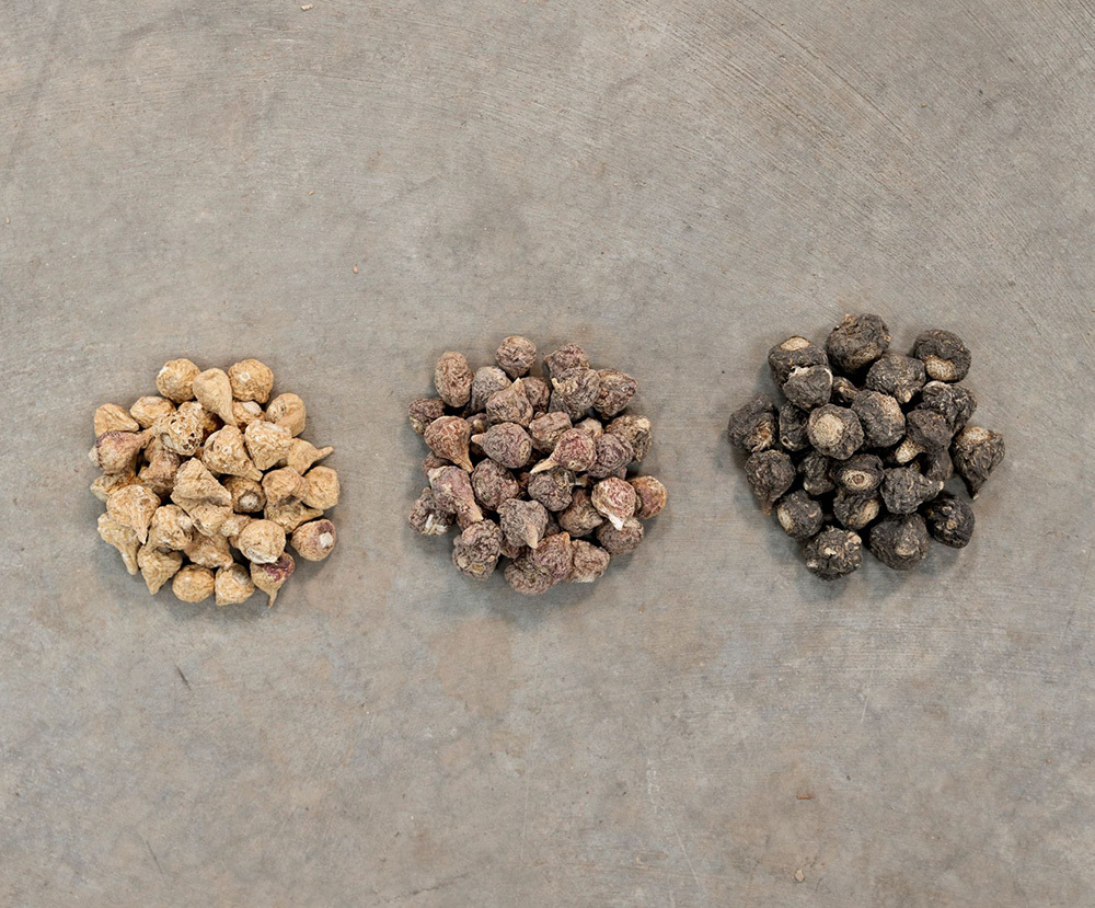 Dried yellow, black, and red maca roots from Peru