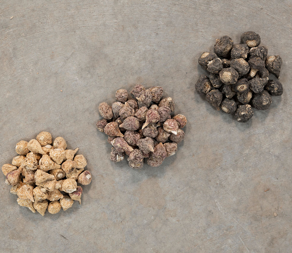 Dried red black and yellow maca roots from Peru