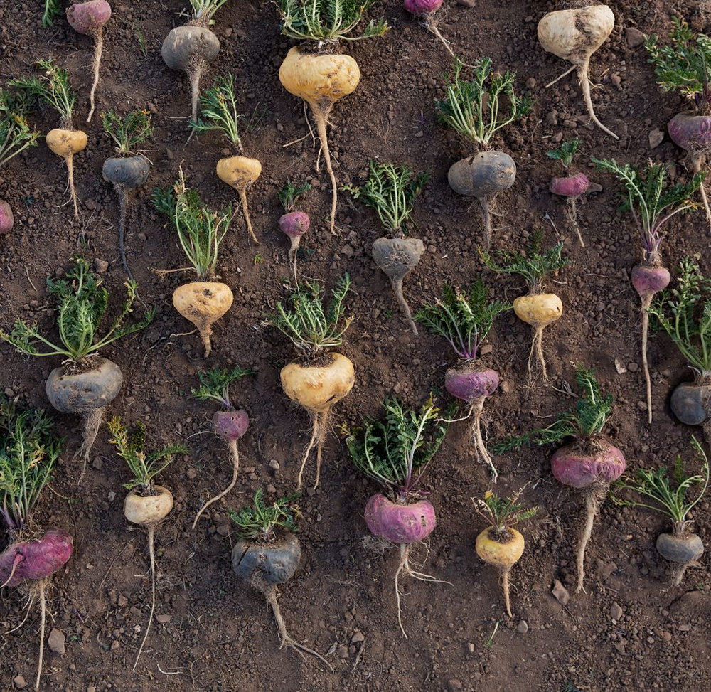 Fresh harvest of mixed red yellow and black maca roots in Peru