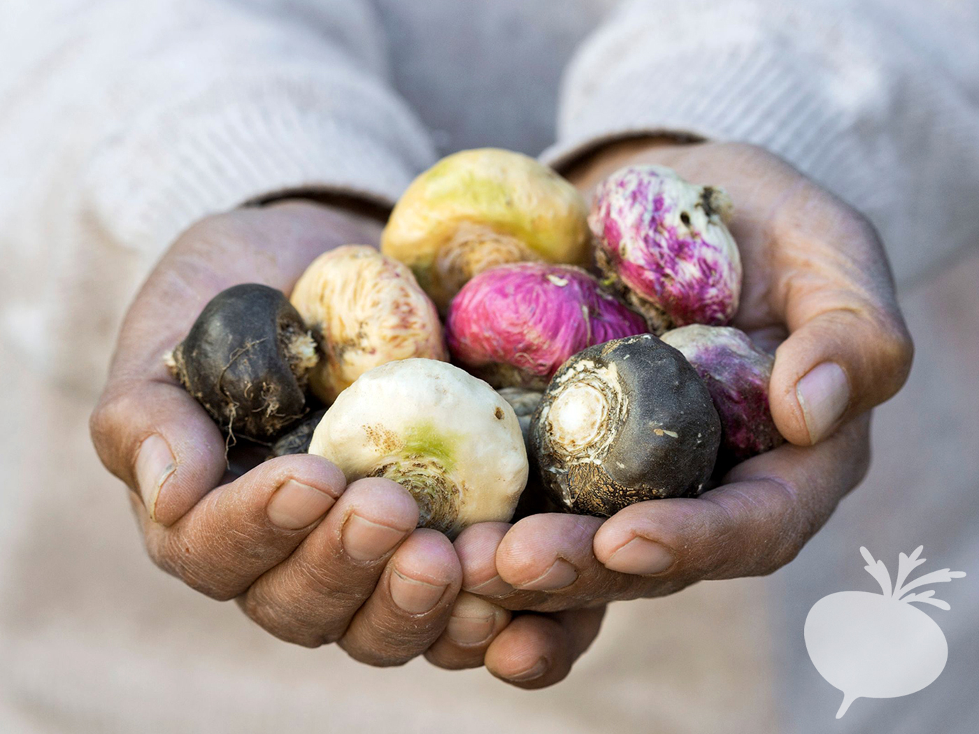 Hands holding fresh Peruvian maca roots in red, black, yellow, and cream colors