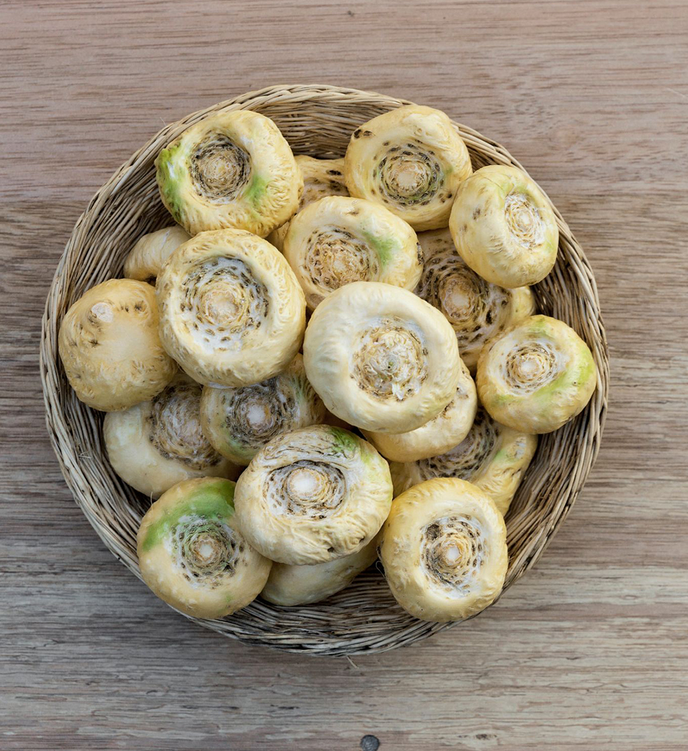 Fresh Yellow Maca Roots Fresh yellow maca roots collected in a basket in Peru