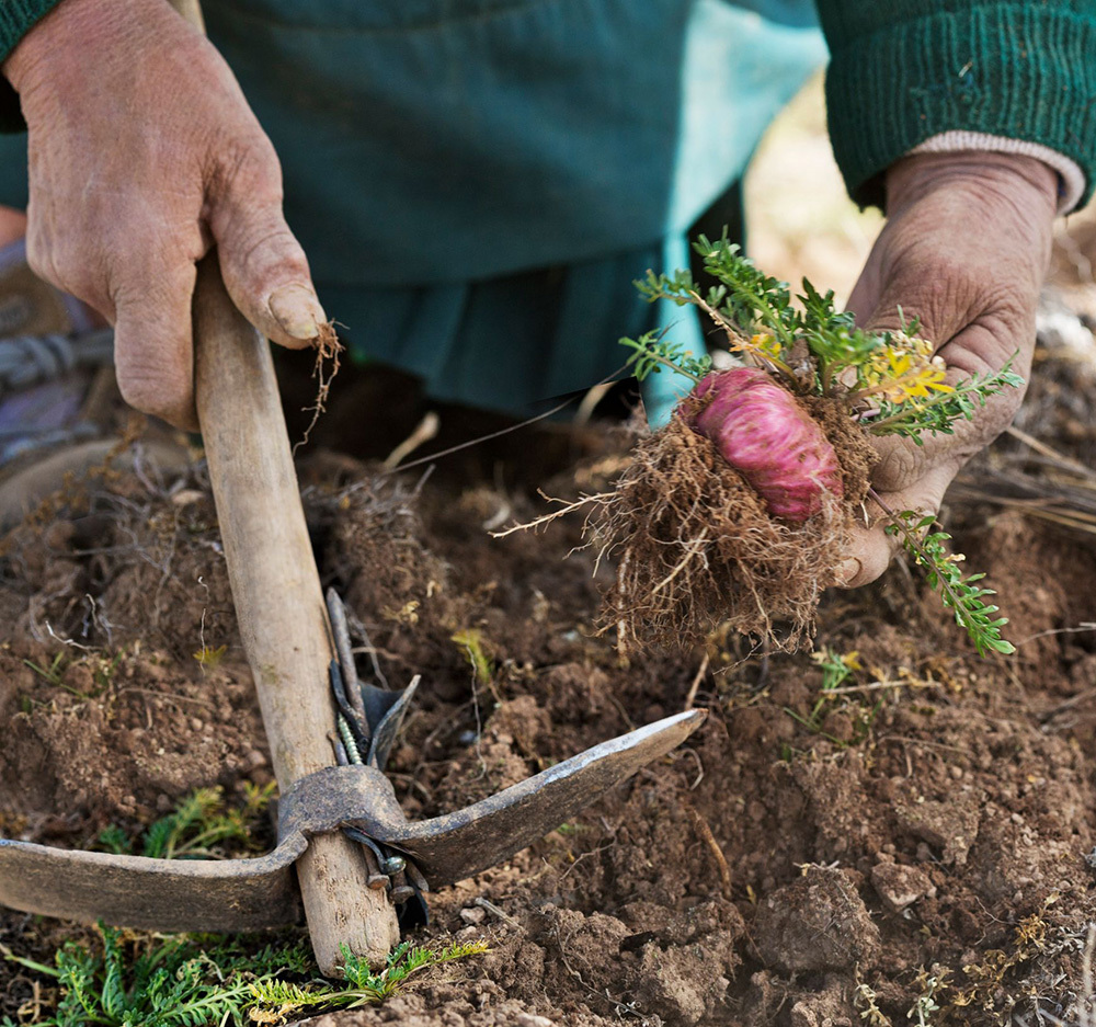 Freshly harvesting a red maca root in Peru