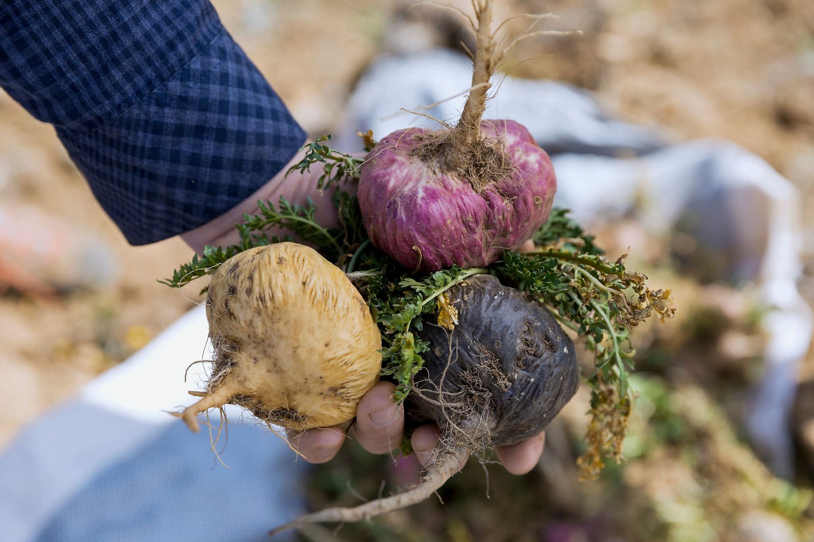Fresh red yellow and black maca roots harvested in Peru