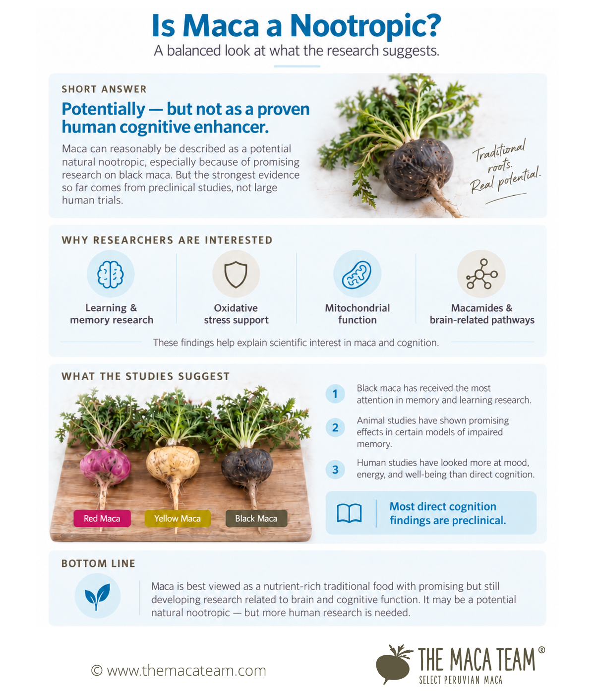 Is maca a nootropic infographic from The Maca Team