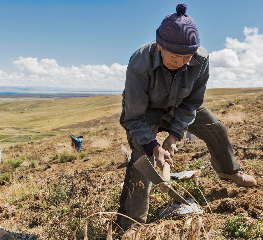 Maca farmer near Lake Jun&iacute;n, Peru - The Maca Team