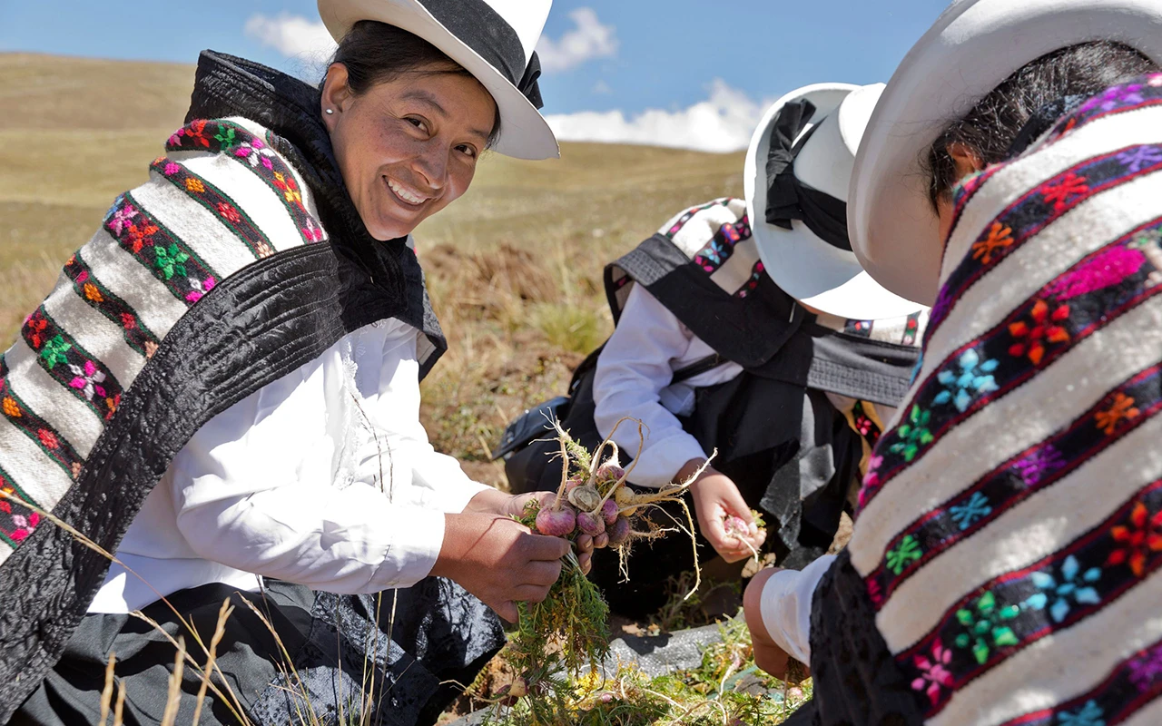 Maca history and culture in Peru