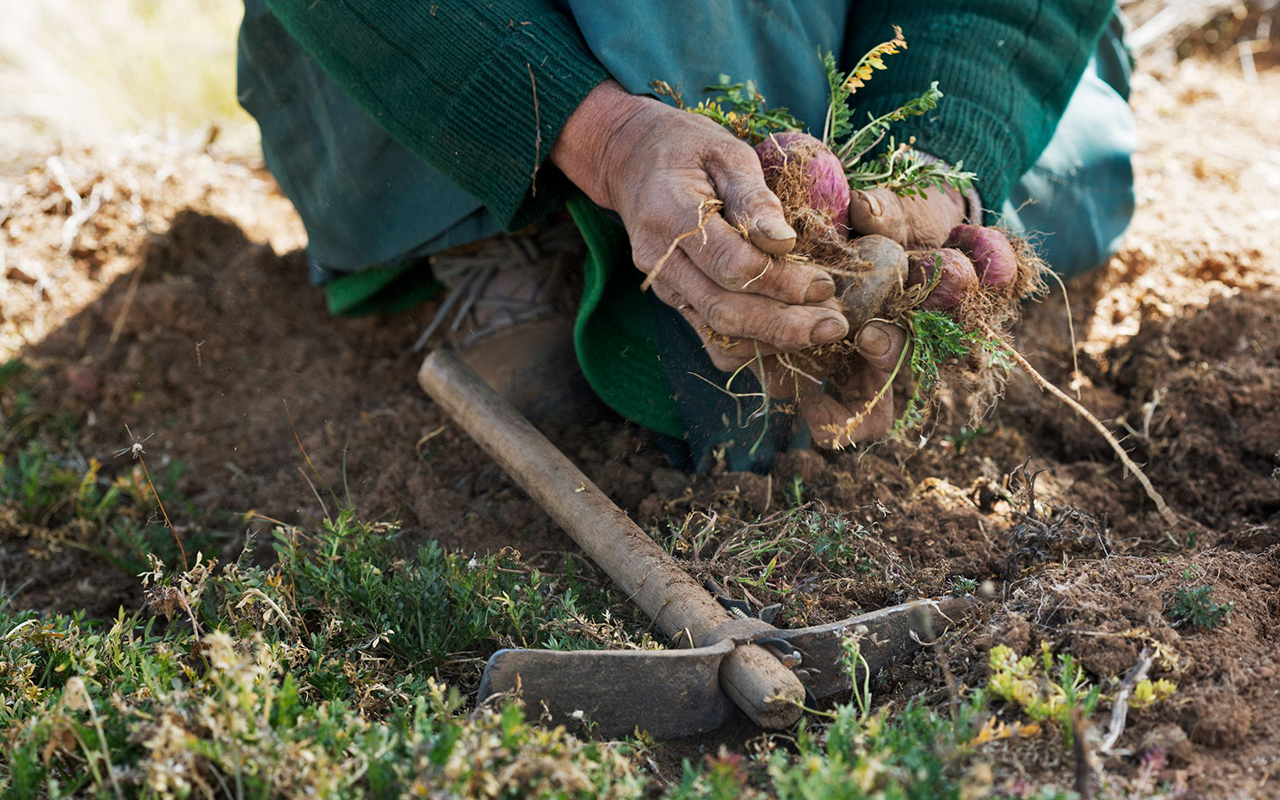 Maca roots and high Andean landscape in Peru