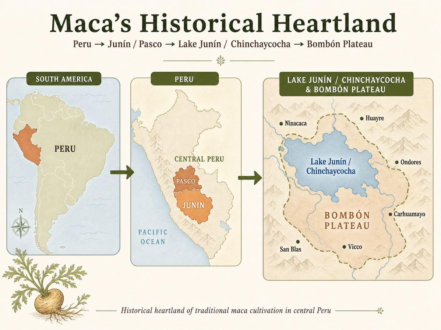 Map-style graphic showing Peru, Junin, Pasco, Lake Junin, Chinchaycocha and the Bombon Plateau as the historical heartland of maca