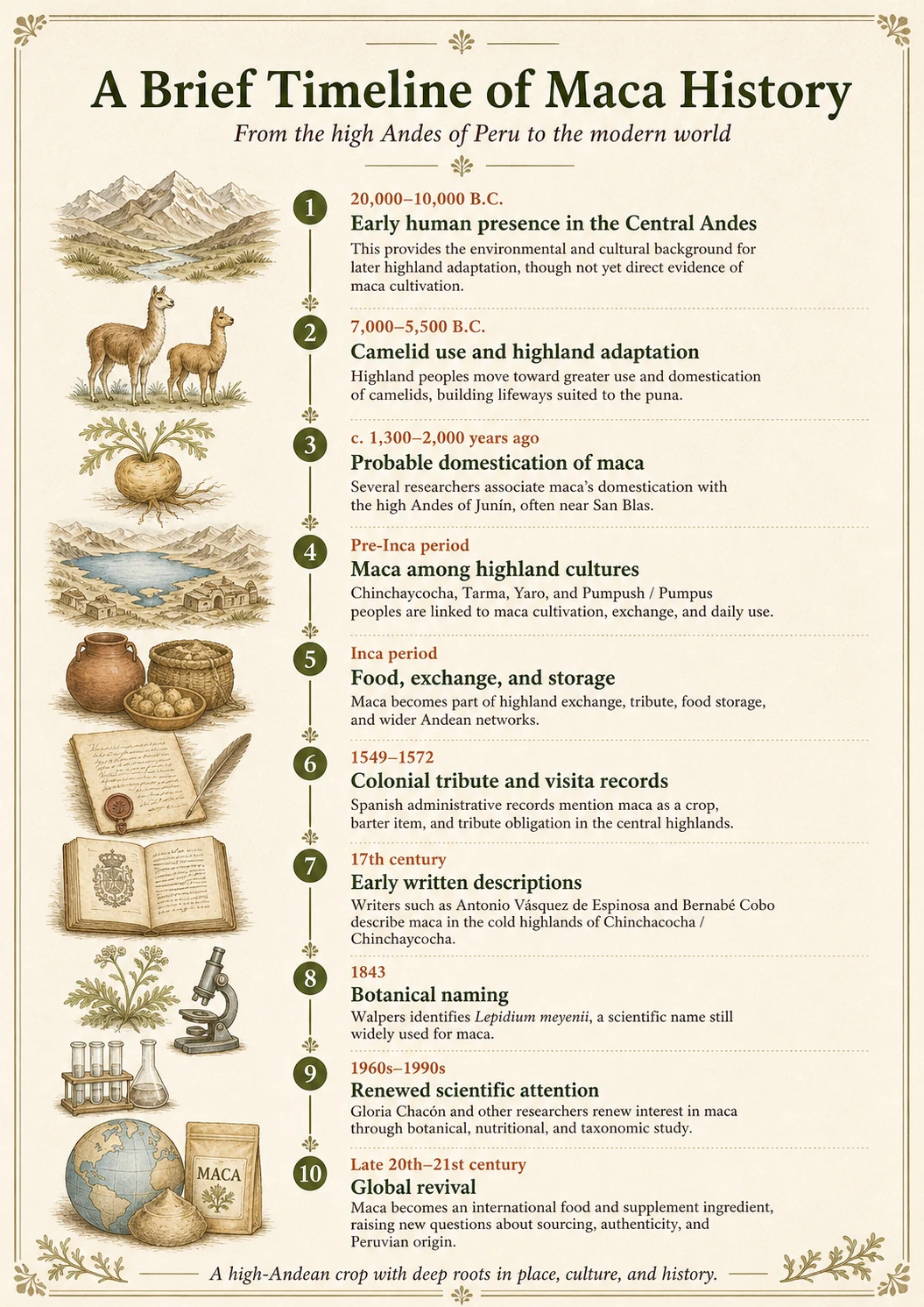 Timeline graphic showing major milestones in the history of maca from early Andean occupation to modern global revival