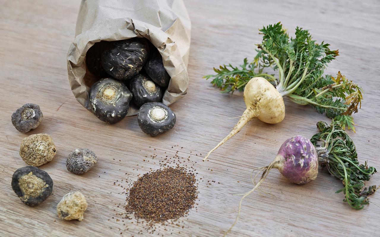 Maca plant compounds and nutrition