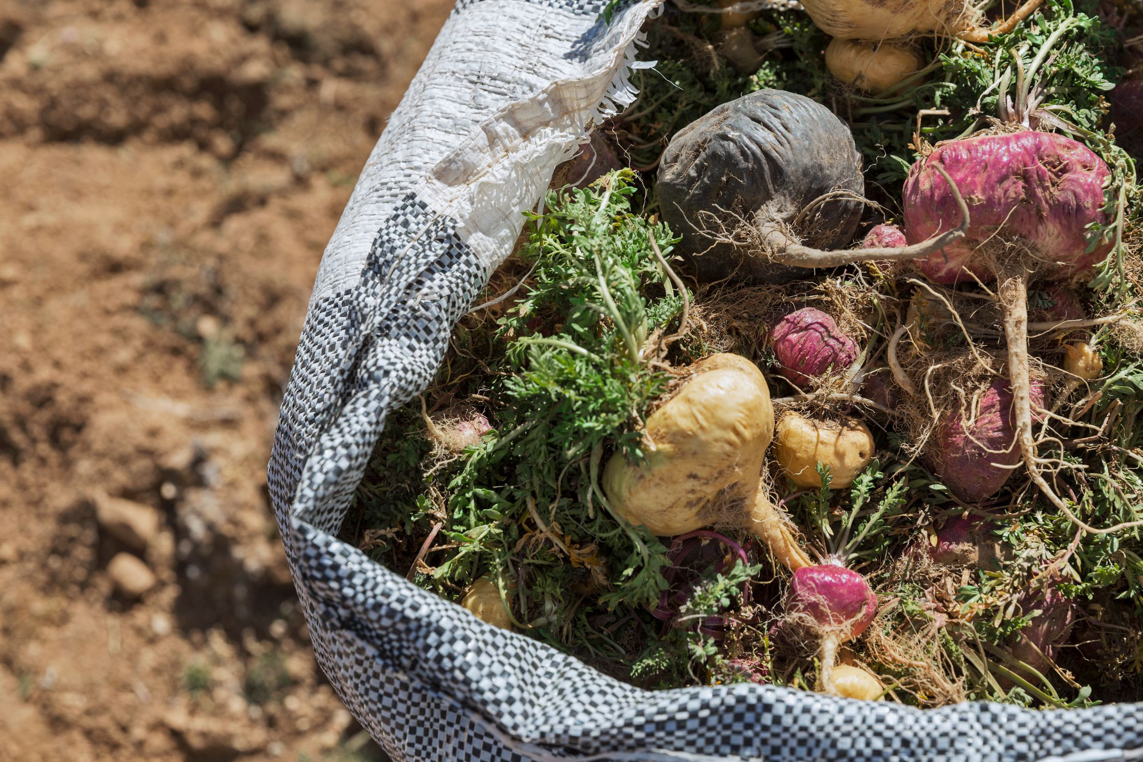 Fresh maca roots from the Andes (Lepidium meyenii)