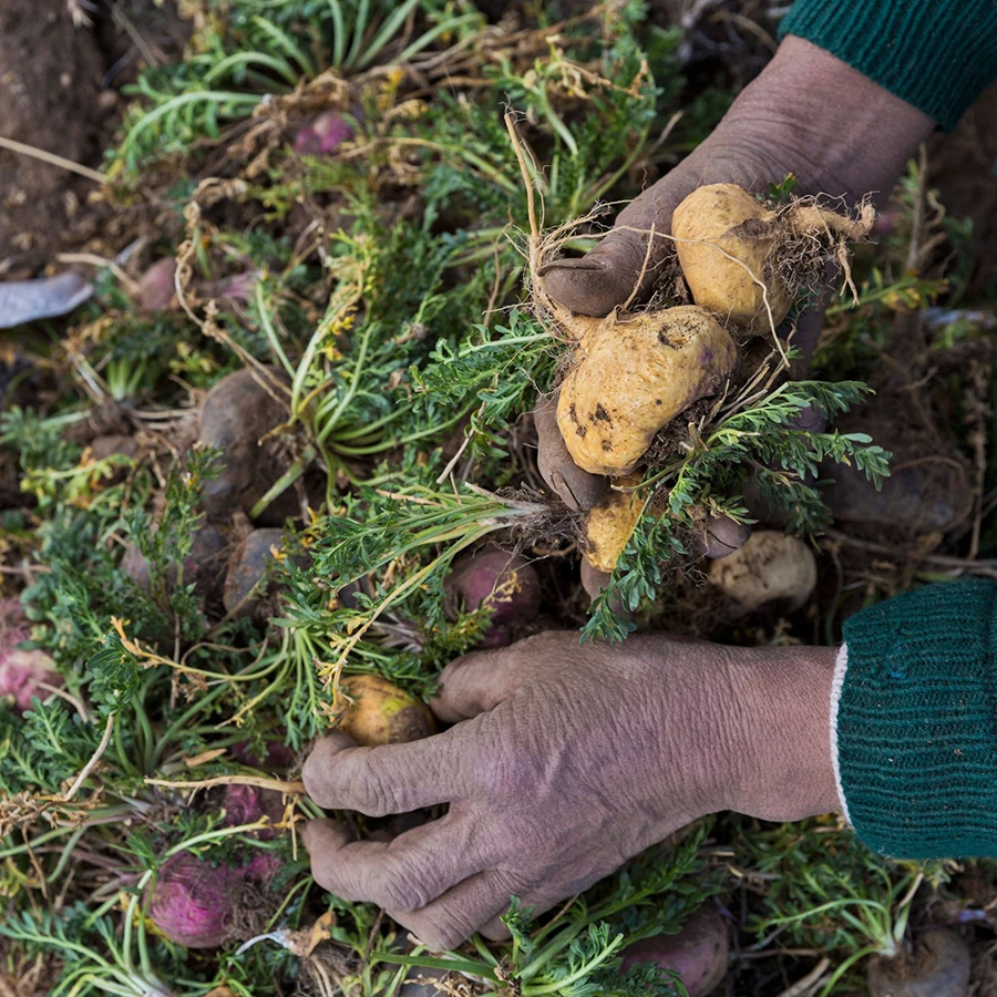 Organic Peruvian maca roots from traditional maca growing regions