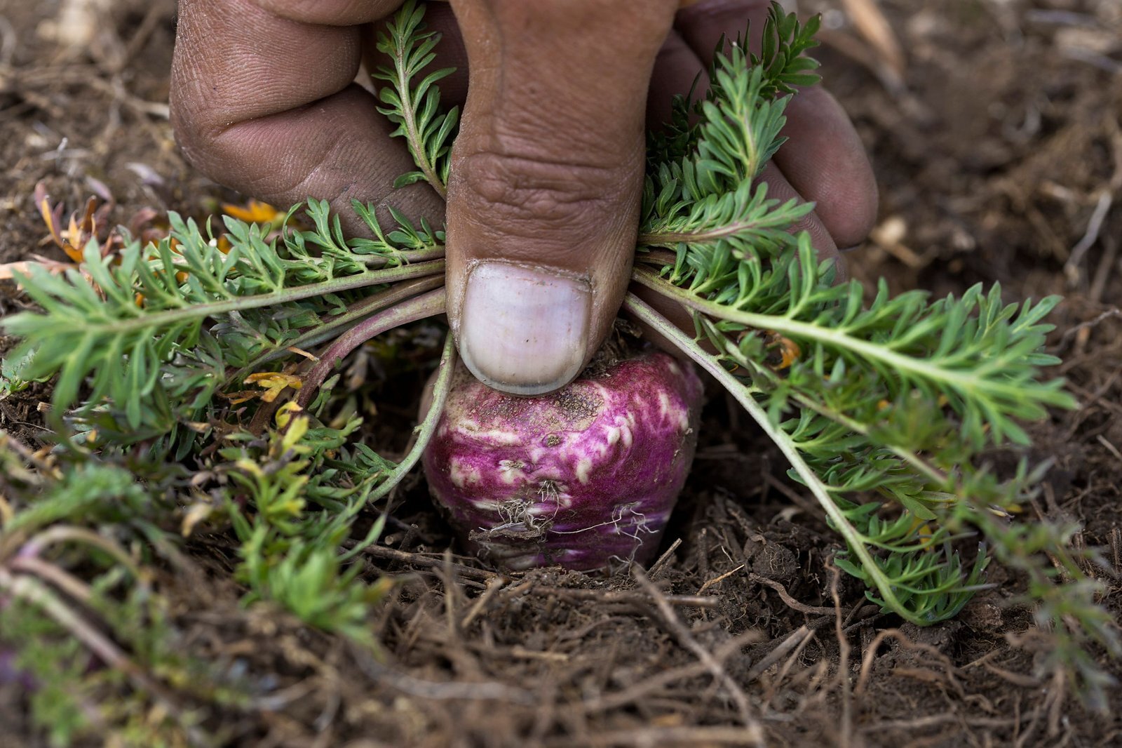 Peruvian farmer harvesting a red maca root from high-Andes soil