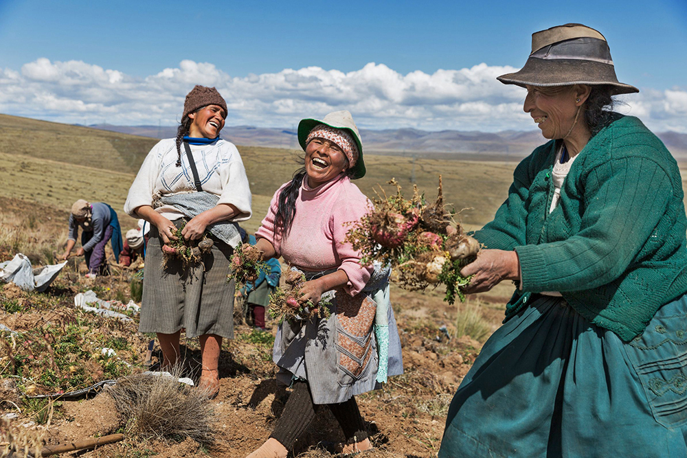 Peruvian maca farmers enjoying the harvest together