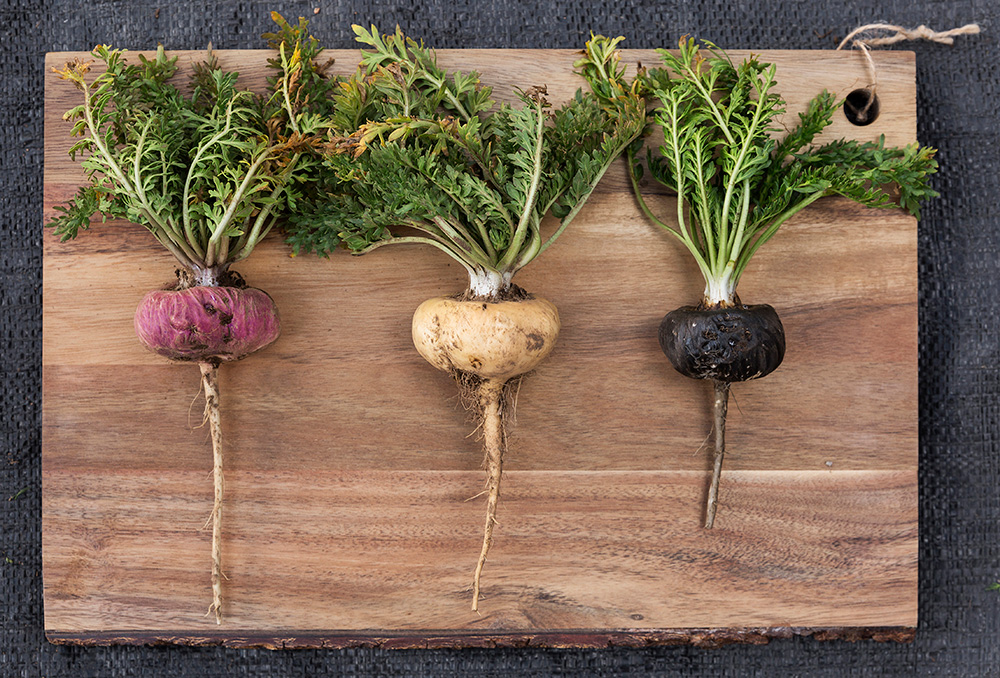 tri-color maca roots gelatinized