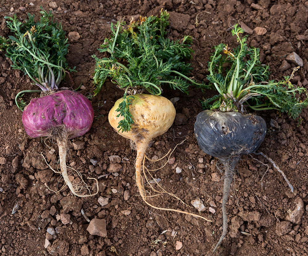 tri-color maca roots