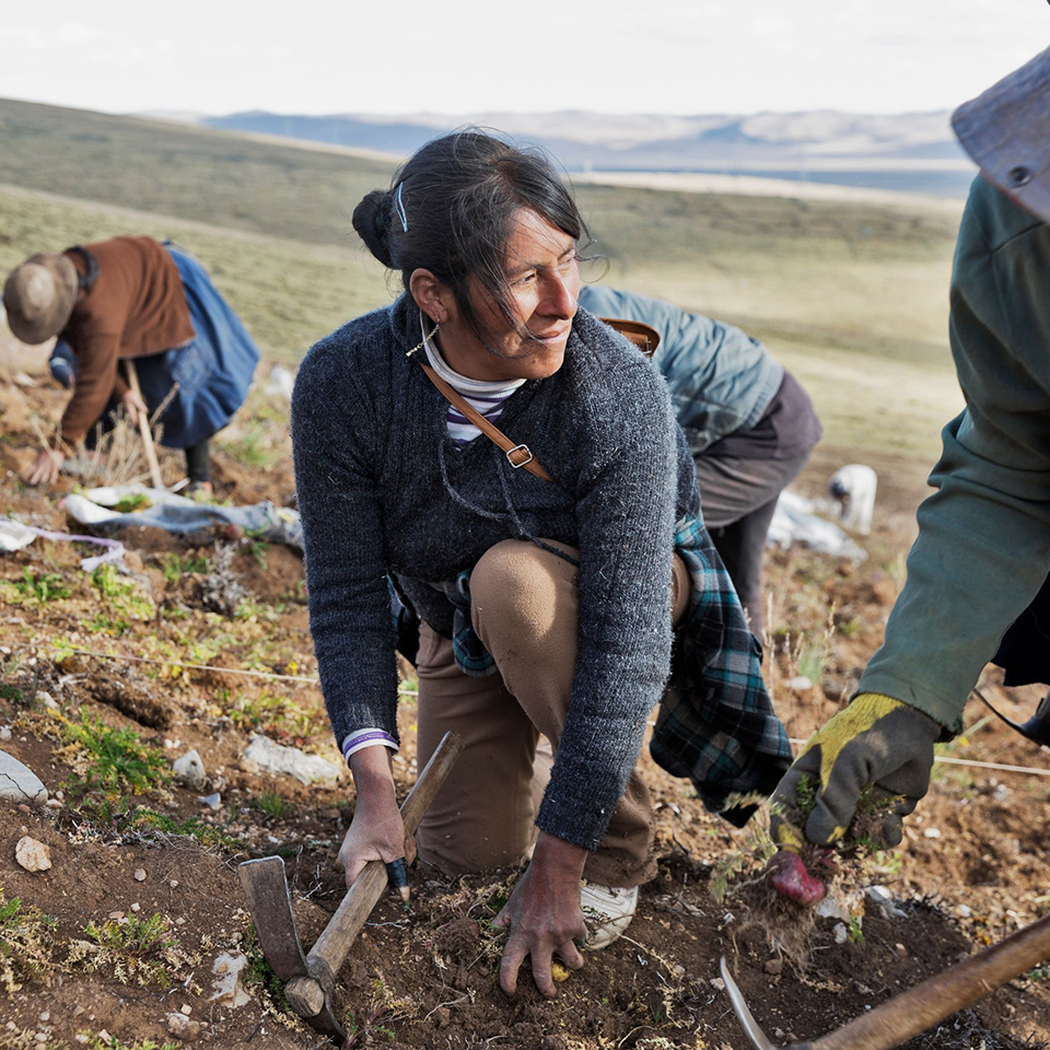 Maca farms in the high Andes of Peru