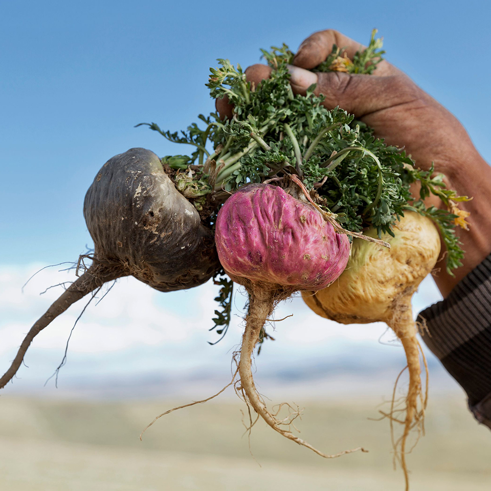 Fresh maca roots from Peru