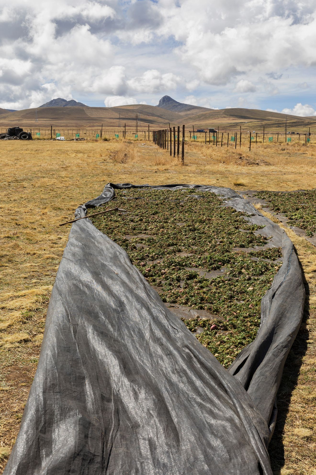 3-maca-drying-in-sun.jpg