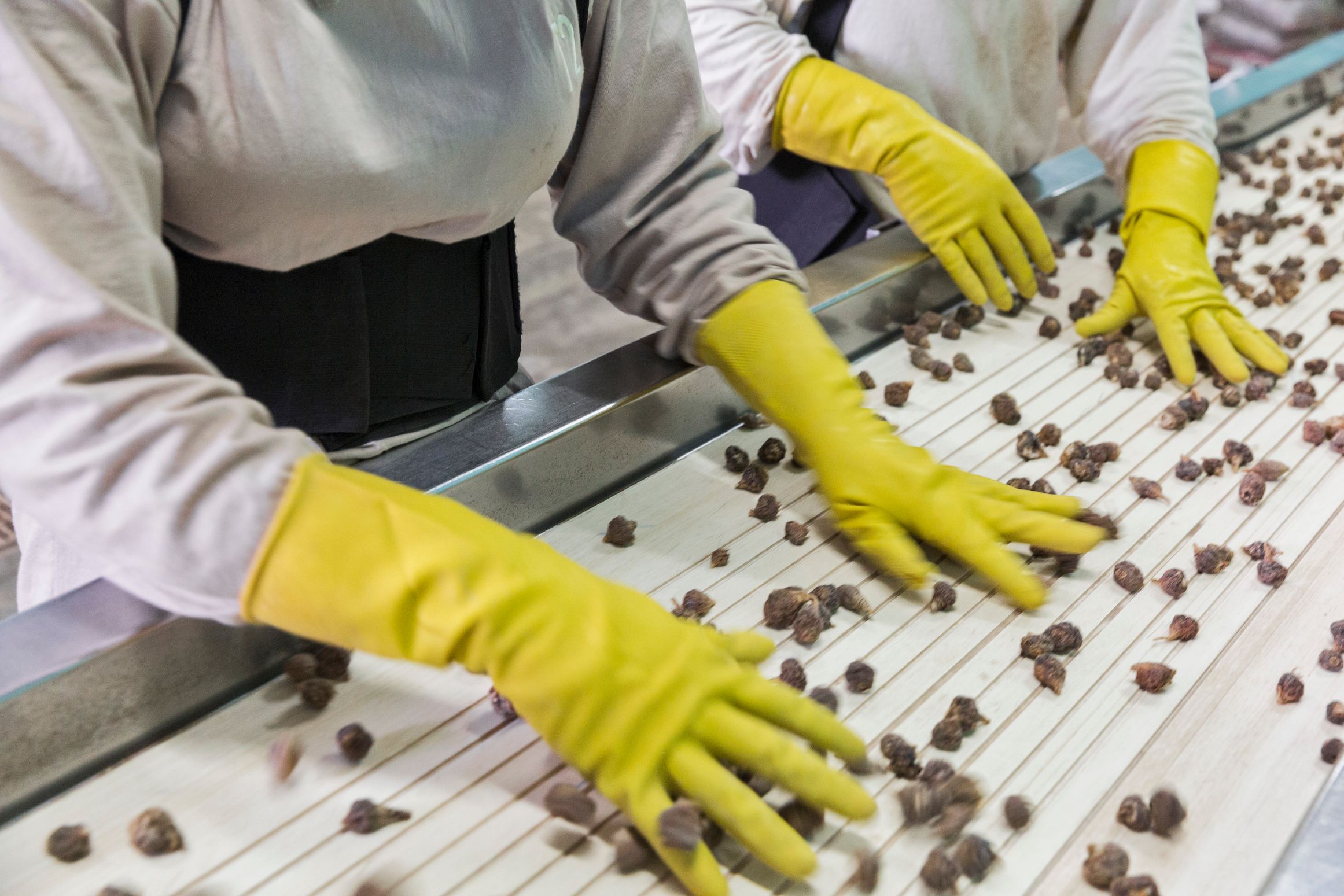 5-cleaning-and-sorting-maca.jpg