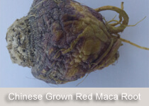 chinese-red-maca-root-2.jpg