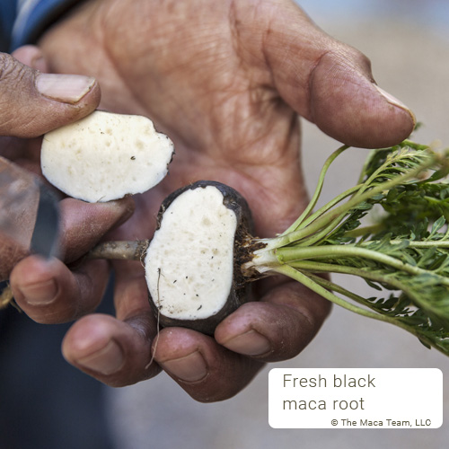 black maca root cut open