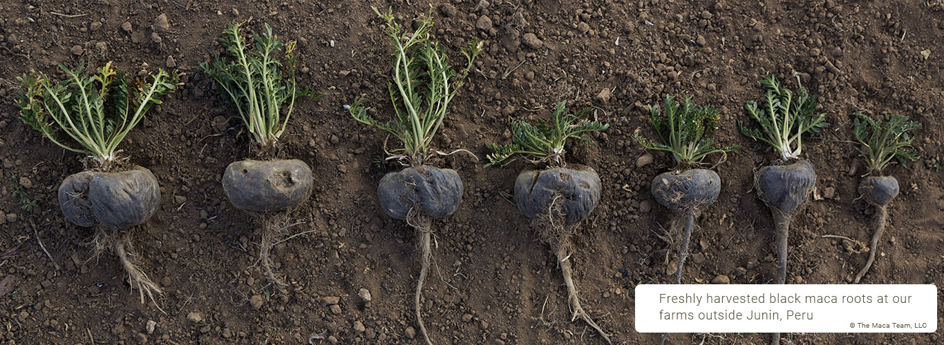 black maca roots