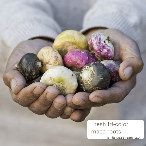 fresh maca roots in hands