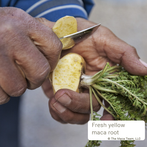 yellow maca root cut open