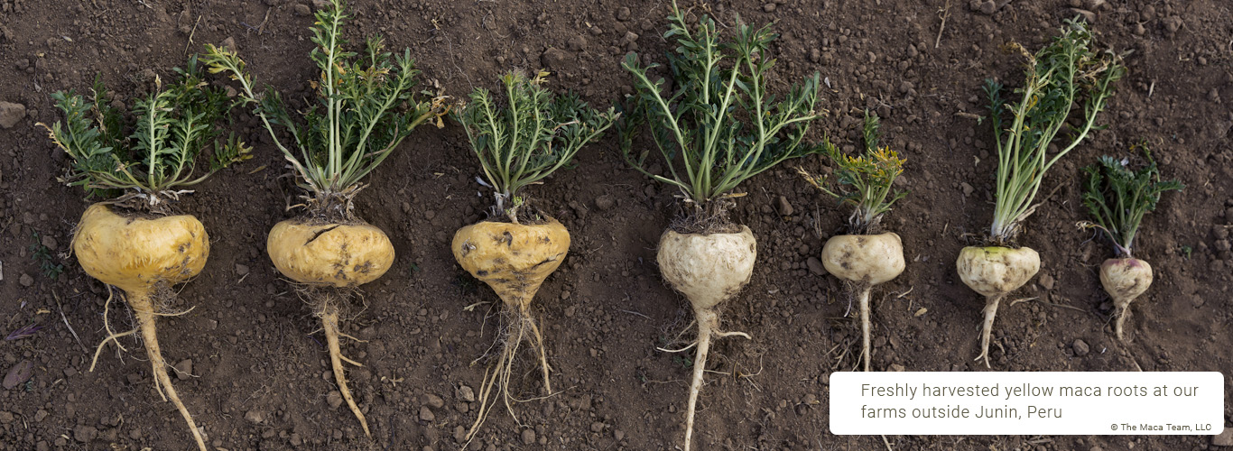 yellow maca roots