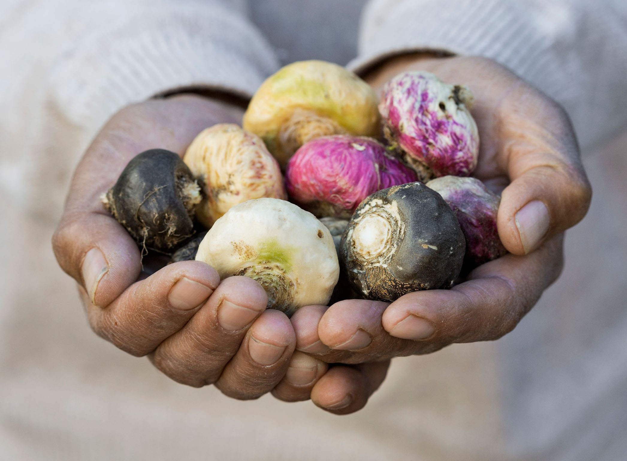 Hands offering Maca roots