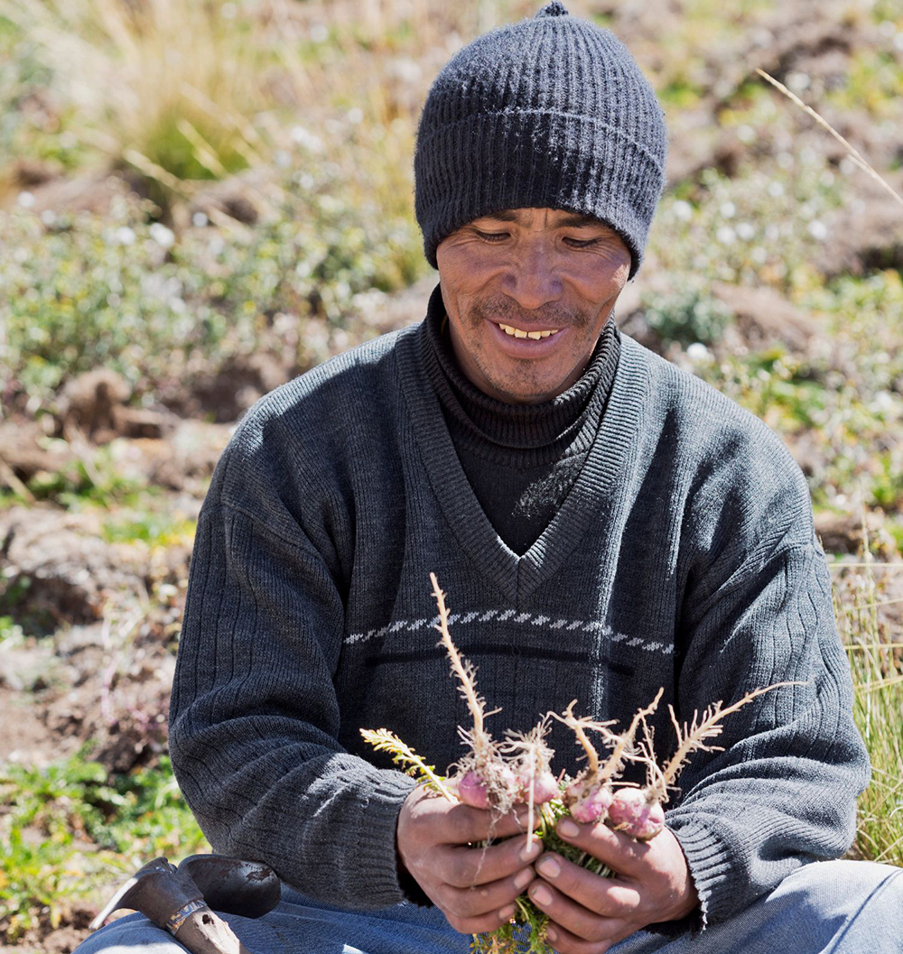 Farmer holding freshly harvested maca roots - The Maca Team