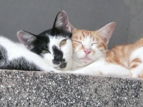 maca for cats
