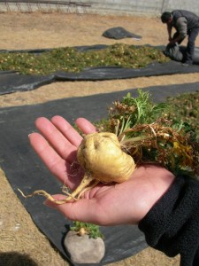 Mac Root in Human Hand