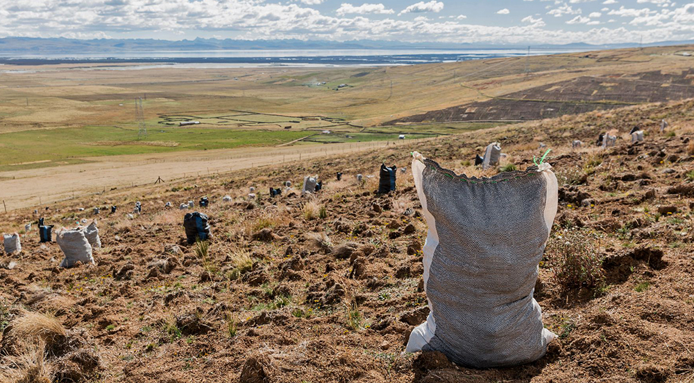 Maca root harvest near Lake Junín in the Peruvian Andes