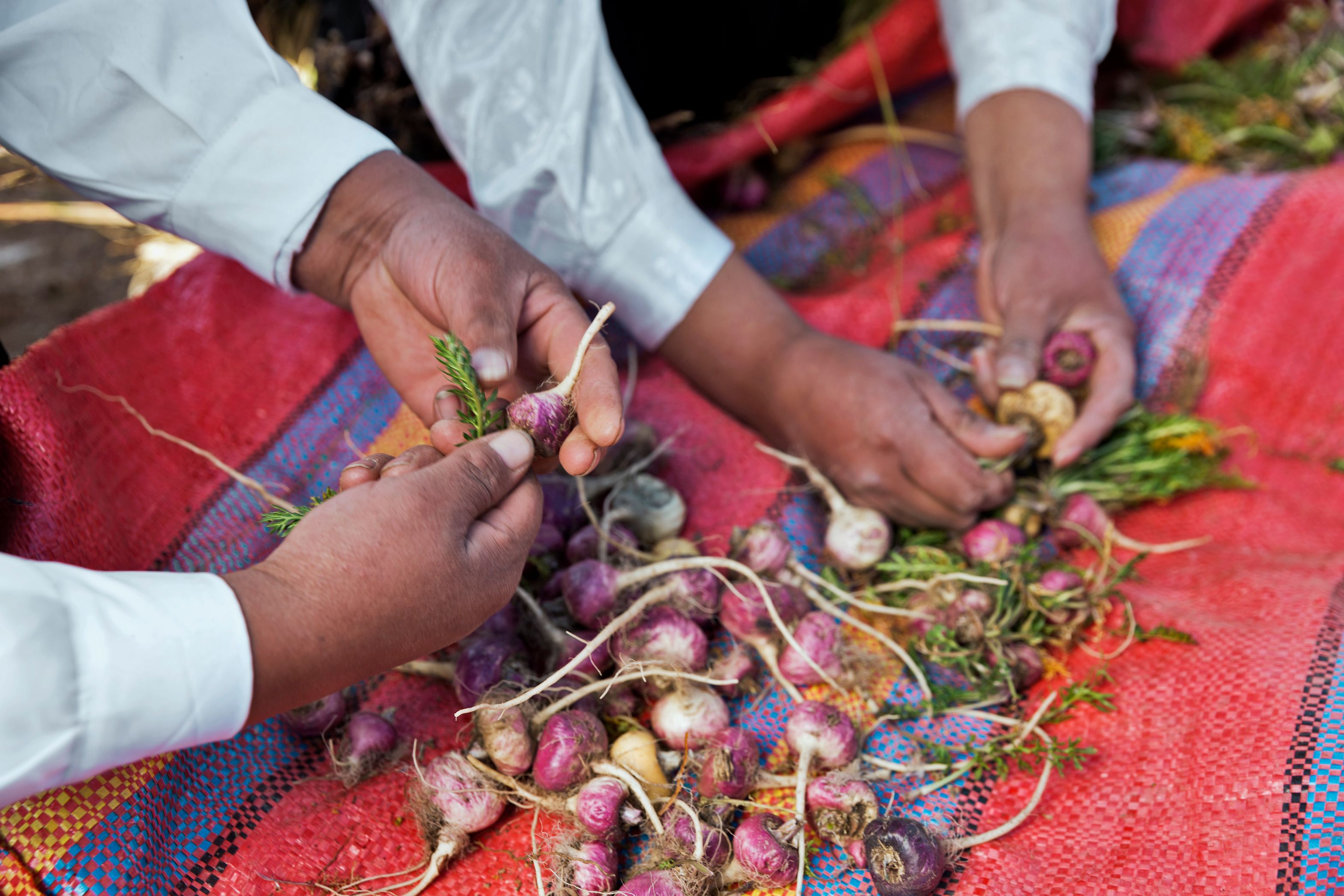 Maca Root Preparation for Cooking