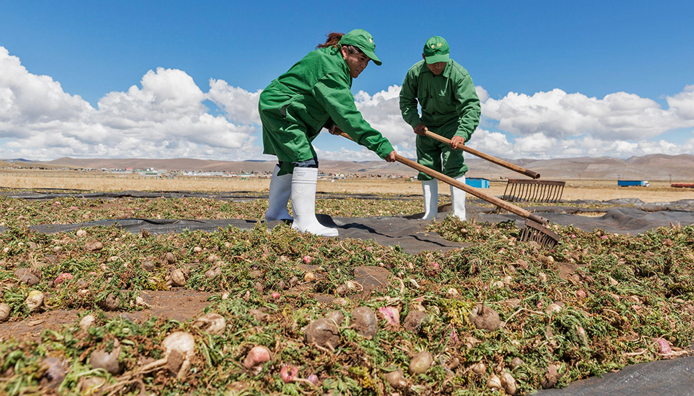 Traditional sun-drying of maca roots in the Peruvian Andes