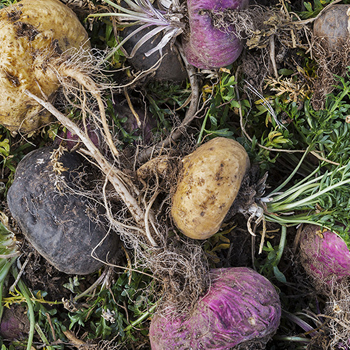 Large Maca Roots