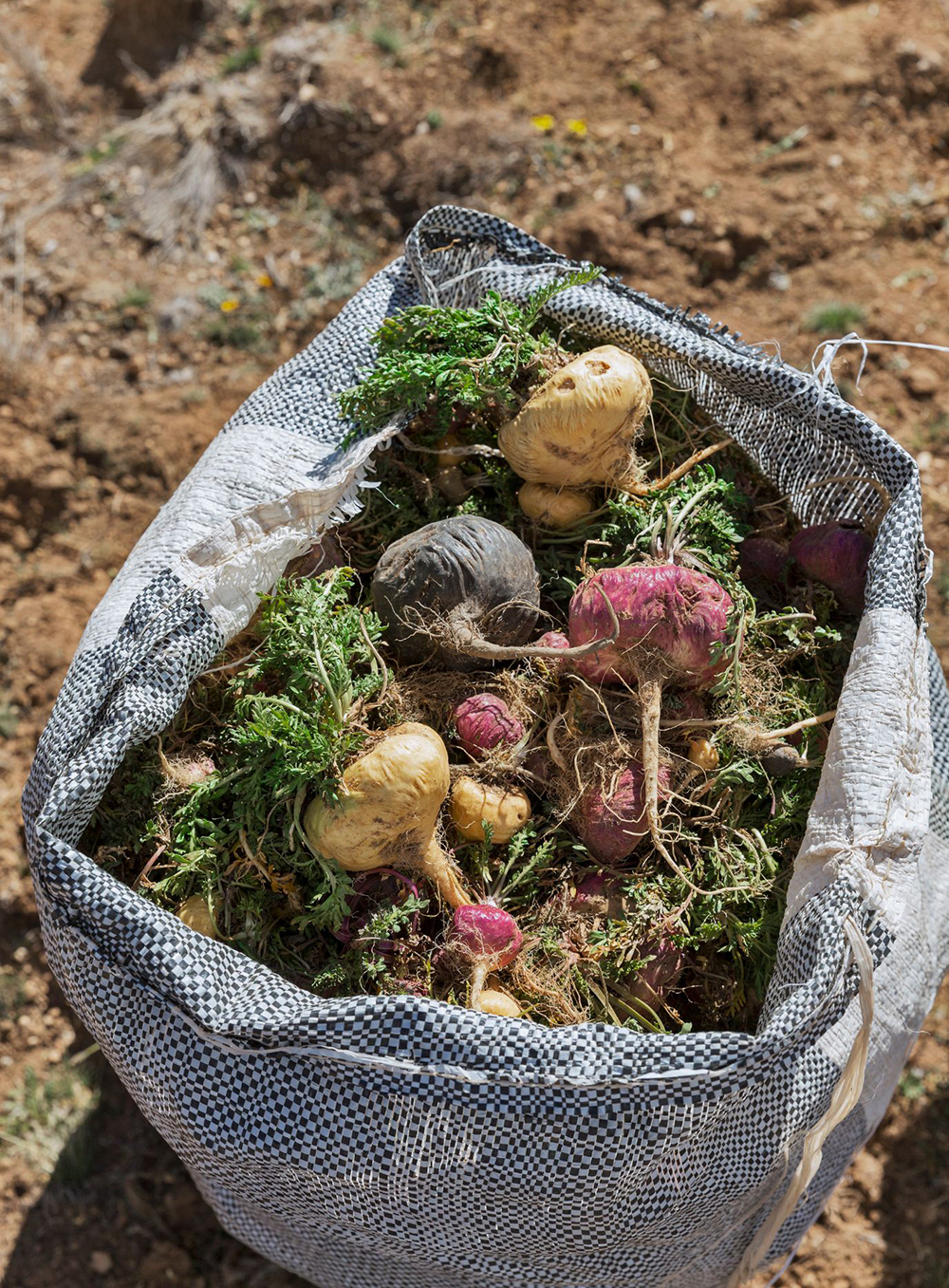 The Maca Team testing and COAs process overview