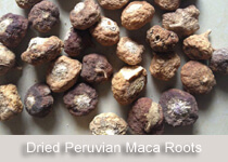 peruvian-maca-roots-dried