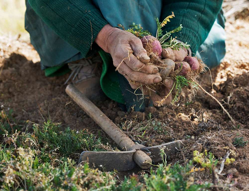 sourcing reviews for The Maca Team