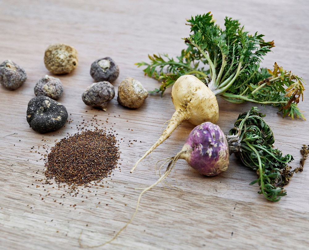 what to do if you think you take too much maca - the macateam.com