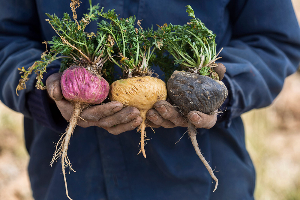 Which Maca Is Best For Me - Maca Colors Overview