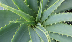 The Benefits of Using ​Aloe Vera Juice