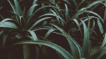 What Are The Benefits Of Aloe Vera Juice?