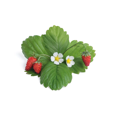 Veritable Wild Red Strawberry Lingots��