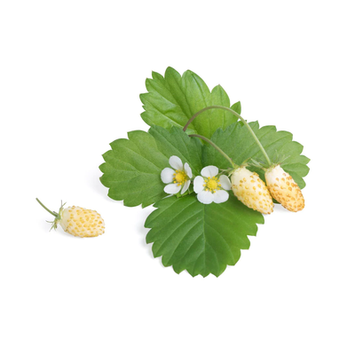 Veritable Wild White Strawberry Lingots��