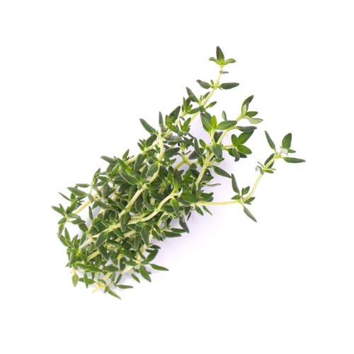 Veritable Thyme Lingots��