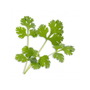 Veritable Cilantro / Coriander Lingots��