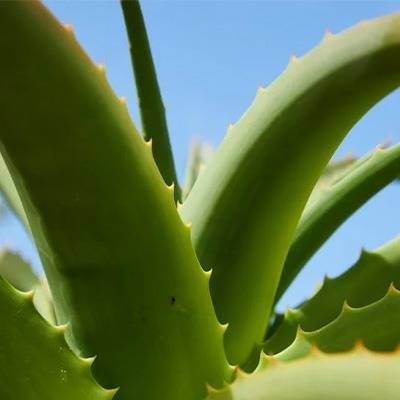 Aloe Vera Plant